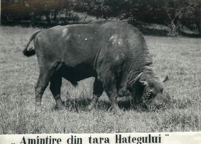 Tara Hategului European wood bison (Bison bonasus) wisent 8x12cm photo postcard