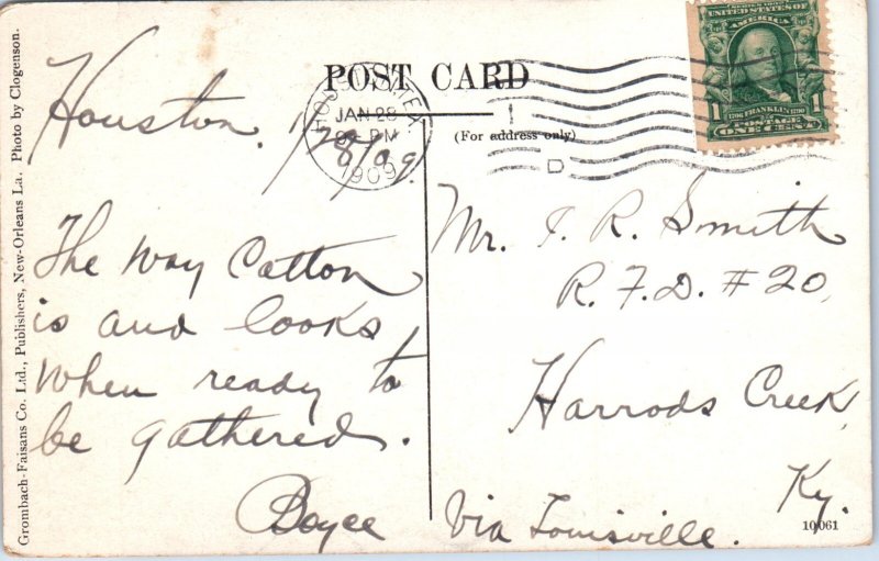 1900s Texas Cotton Divided Back Postcard