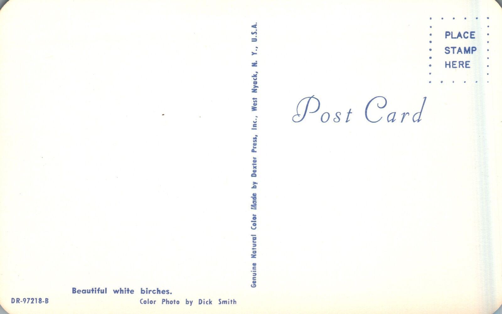 Vintage Postcard Beautiful White Birches Roadway Scene Forest Paradise