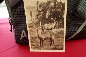 briefkaart kruger nationale park # 2