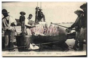 Old Postcard Campaign scientific Princess Alice butchering d & # 39un cachelo...