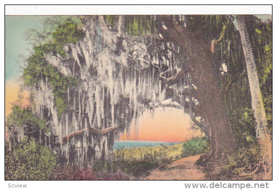 The Arch Oak, WINTER PARK, Florida, 00-10s