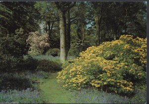 Wiltshire Postcard - The Rhododendron Walks, Bowood, Calne   LC6280