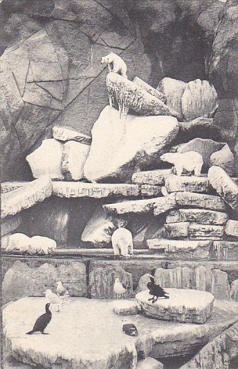 Carl Hagenbeck's Tierpark Stellingen Hamburg Polar Bears Hagenbeck Circus and...