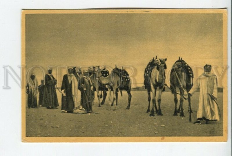 460720 Egypt Bedouins with camels Vintage postcard