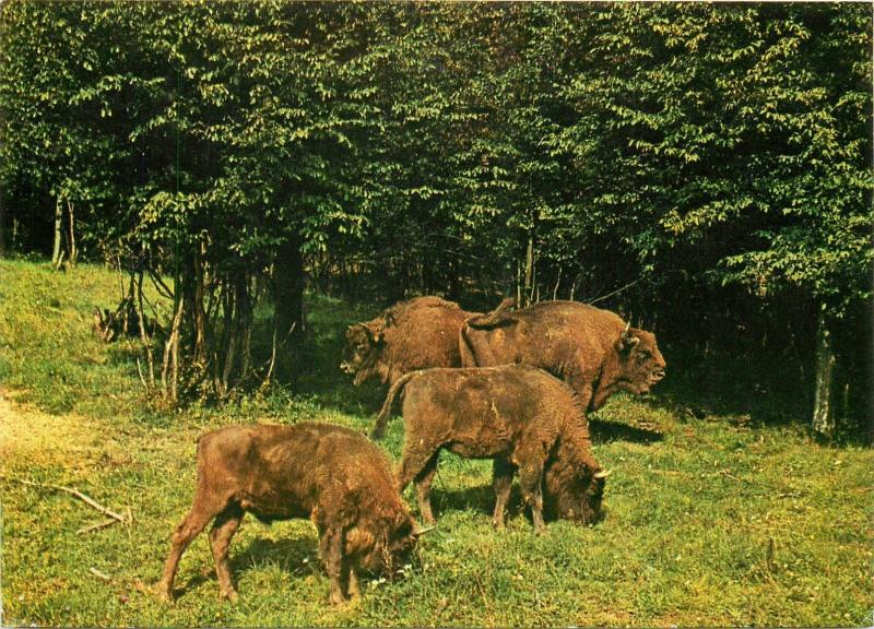 Animals topic postcard Aurochs zimbru (Bos primigenius) urus tur Hateg Romania