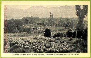 ae9191 - NEW ZEALAND - VINTAGE POSTCARD-The home of the finest lamb in the world