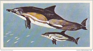 Brooke Bond Vintage Trade Card Wonders Of Wildlife 1976 No 8 Porpoise Biggest...