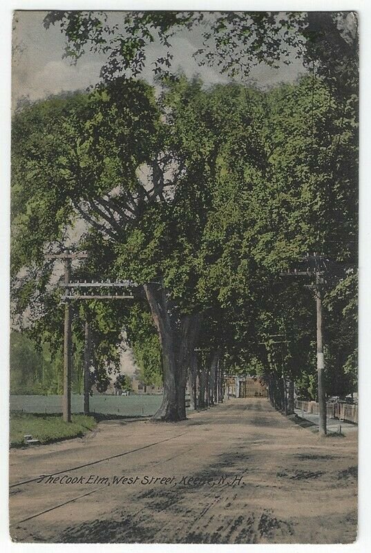 Keene, New Hampshire, View of The Cook Elm, West Street, 1908