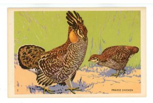 Birds - Prairie Chicken