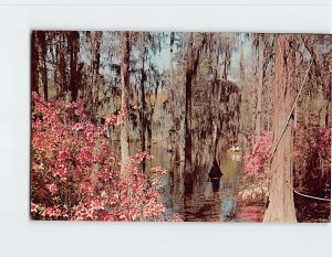 Cypress Gardens Near Charleston South Carolina USA M-149813