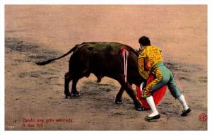 Bull Fighting   A Fine Kill