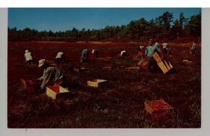 MA - Cape Cod. Picking Cranberries