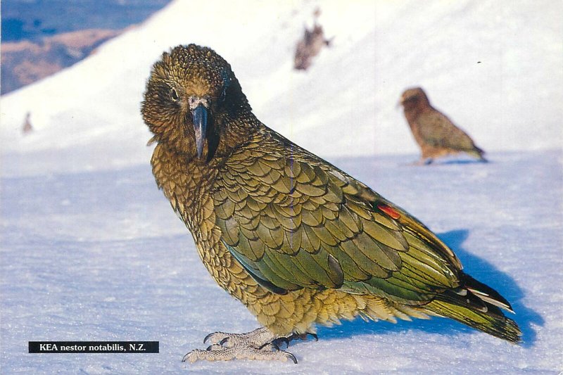 New Zealand Postcard Kea Nestor Notabilis parrot mountain bird