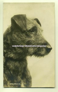 an0085 - c1930, Shamrock, the Wire Haired Terrier - postcard