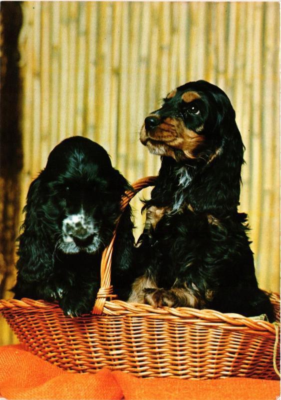 CPM Spaniel, CHIEN (717056)