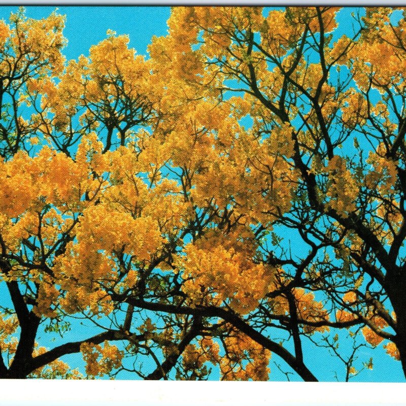 c1970s Hawaii, HI Gold Tree Blooming Yellow Flowers Autumn Chrome 4x6 PC M17