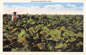 Tobacco plantation Cuba Tobacco 1951 