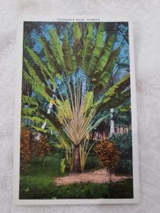 Antique Postcard entitled Traveler's Palm, Florida