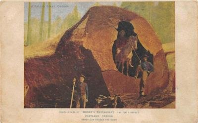 A Fallen Giant, Oregon, Moore's Restaurant, Portland c1910s Vintage Postcard