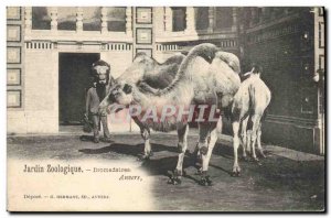 Old Postcard Camels Antwerp Zoo