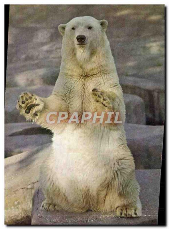 Modern Postcard Polar Bear