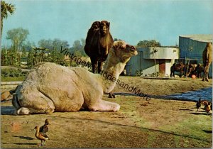 Arabian Camel Country House Zoo Madrid Postcard PC319