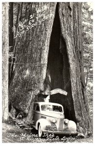 RPPC Postcard 1942 LaSalle Car SEQUOIA SHRINE TREE REDWOOD HWY AMERICANA