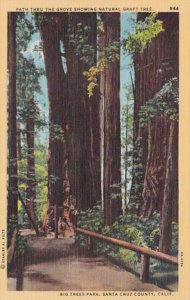 California Santa Cruz County Path Thru The Grove Showing Natural Graft Tree B...