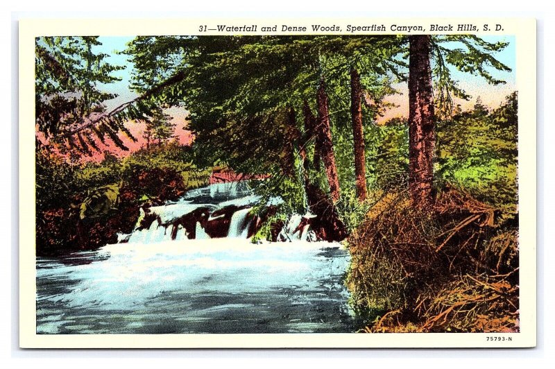 Waterfall Dense Woods Spearfish Canyon Black Hills S. D. South Dakota Postcard