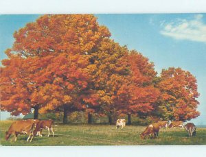 Pre-1980 COWS ON FARM Round Top - Near Purling & Cairo & Catskill NY AD6056