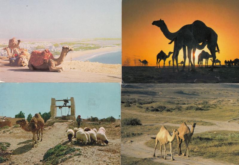 Dhofah Agadir Tunusia 4x Arabian Camel Postcard s