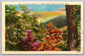 Postcard Little Bald Mountain The Great Smoky Mountains National Park Thompson