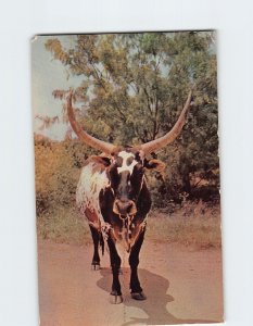Postcard I'm a Texas Longhorn and I Love Texas USA
