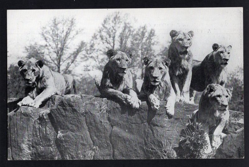 New York City ~ Zoological Park (Bronx Zoo) - A Pride of Lions - RPPC