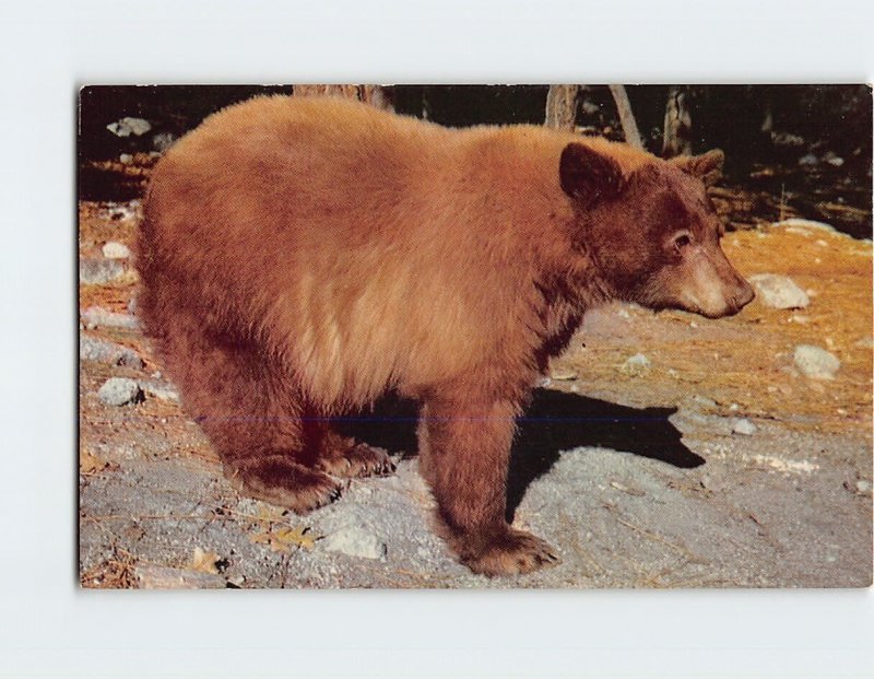 Postcard American Black Bear, Yosemite, California