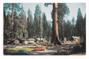 Sequoia National Park Giant Forest Village Tourist Lodge Stores Vntg CA Postcard