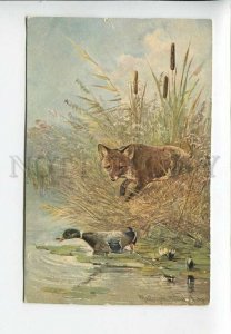 3182870  HUNTING fox duck tracked by MULLER vintage postcard