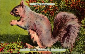 New Hampshire White Mountains Squirrel A Nut Cracker