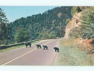 Pre-1980 BEAR CUBS Great Smoky Mountains Park - Gatlinburg TN AF7202