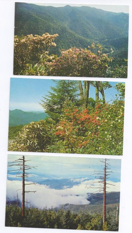 Great Smoky Mountains National Park Views ( 3 cards )