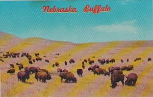 Nebraska Buffalo Thousands Of Buffalos