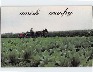 Postcard Tobacco Amish Country Pennsylvania USA