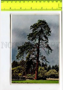 425140 GERMANY forest plants Pinus silvestris Hermann Fischer CIGARETTE Tobacco