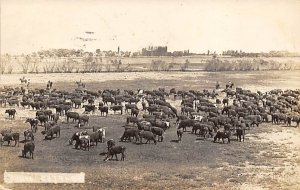 Cattle Grazing Cows 1910 real photo