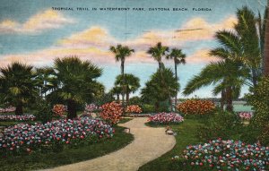 Vintage Postcard 1944 Tropical Trail In Waterfront Park Daytona Beach Florida FL