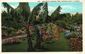 Beautiful Banana Tree Bearing Fruit ASHEVILLE Florida Vintage Postcard