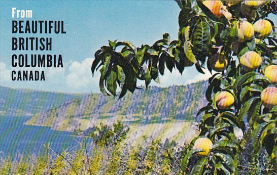 Canada Peach Orchards Okanagan Valley British Columbia