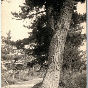 c1910s Imaihei, Japan Yoshinobu Battlefield Jun Yoshikazu Collotype Photo PC A57