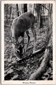 VINTAGE POSTCARD FAWN DEER AT MINOCQUE WISCONSIN MAILED 1943